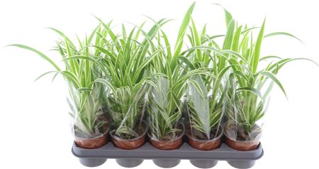 Chlorophyttum Vittatum