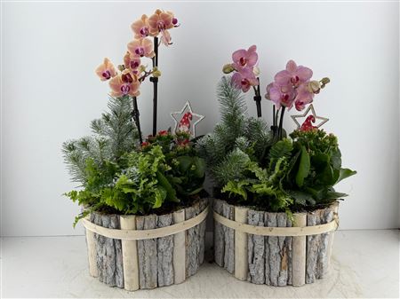 Arr (9) Phal 3 Tak Beuken Hout Rond