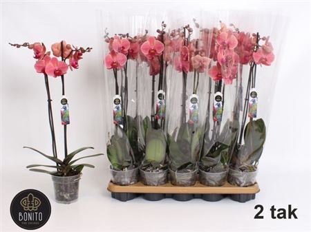 Phal An Narbonne 2 Tak 18+