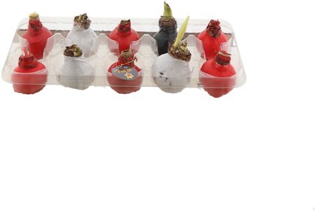 Bloembol Hippeastrum Wax