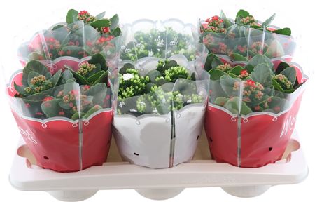 Kalan Gev Rood & Wit 2kl