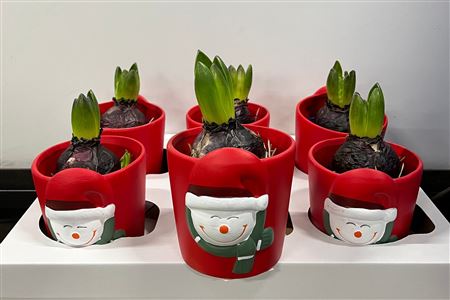 Opm Keramiek Hya Kerst