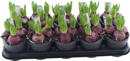 Hya A Pink Pearl 3pp