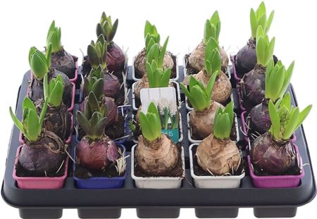 Hya A Stda Gemengd 1pp