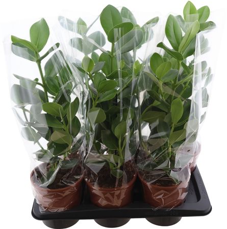 Clusia Rosea Princess