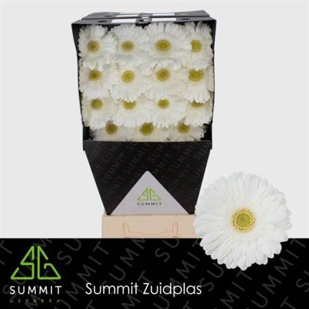 Ge Gr Swanlake Diamond