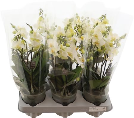 Phal Boquett Beauty 3-5 Tak