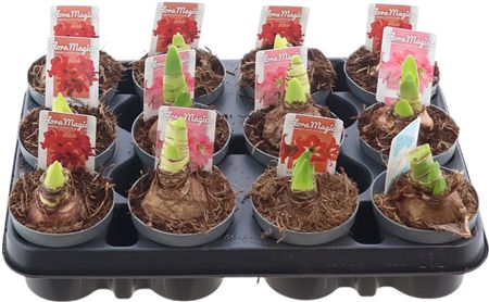 Hipp Kolibri Gemengd 1 Knop