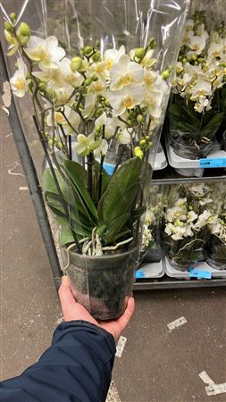 Phal Bellissimo 4-8 Tak (bo)