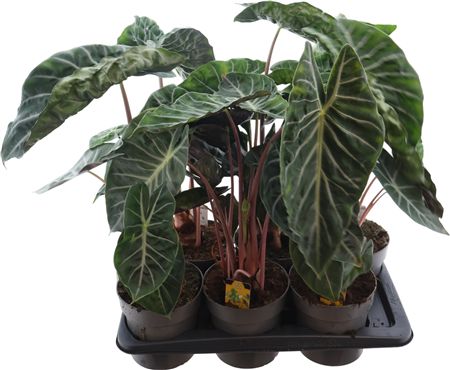 Alocasia Pink Dragon