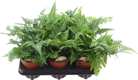 Arachniodes Variegata