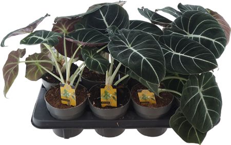Alocasia Black Velvet
