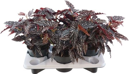 Beg Macculata Spotl Dark