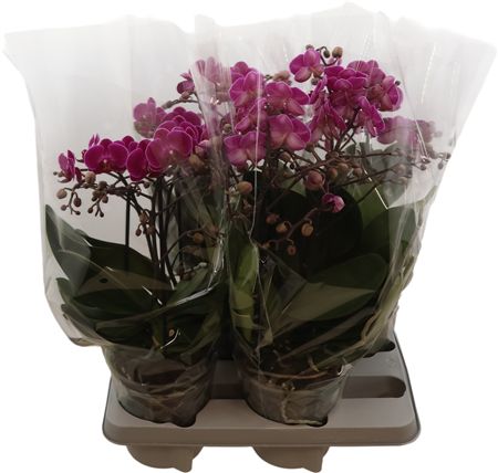 Phal Bellissimo Lila 4-8 Tak (bo)