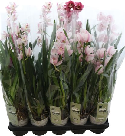 Cymbidium Gemengd 1 Tak