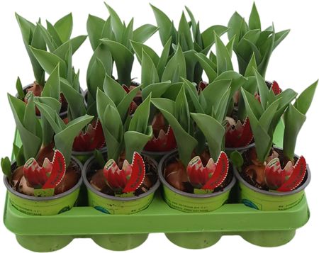 Tulipa Overig Canasta