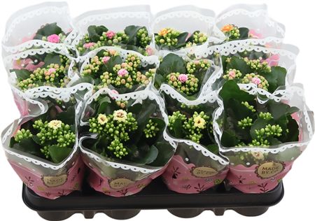 Kalan Gev Gemengd Bicolor