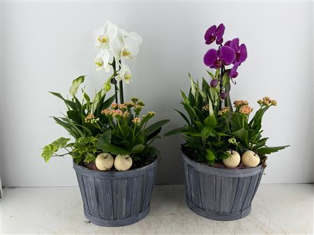 Arr (1) Phal Bamboe Grijs