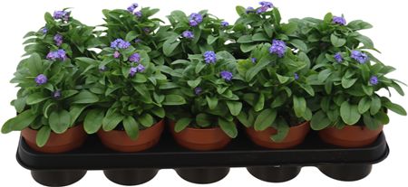 Myosotis Syl Laura D Blue
