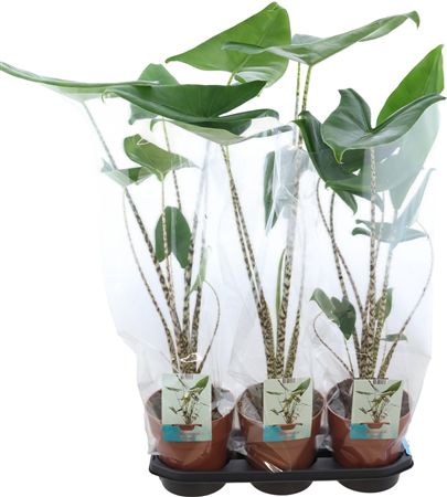 Alocasia Zebrina
