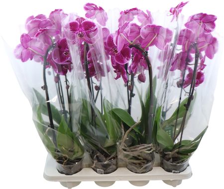 Phal Casc Paars 1 Tak