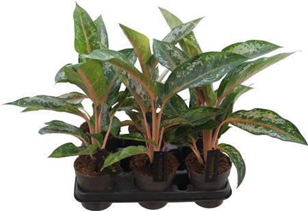 Aglaonema Pumpkin Green