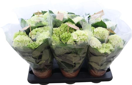 Hydr M Crystal Palace 5+ Kop