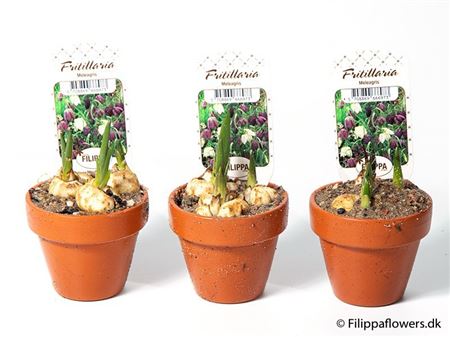 Fritillaria Meleagris In Tc Pot