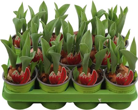 Tulipa Overig Canasta