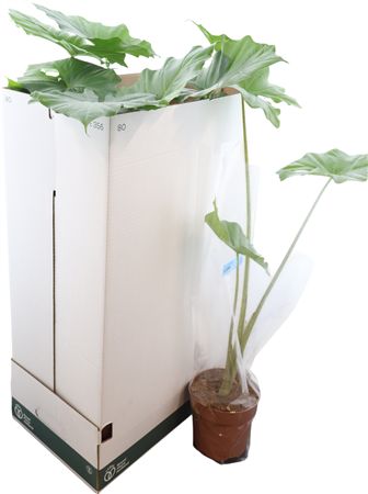 Alocasia Portodora