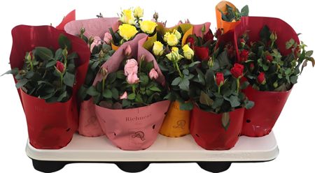 Ro Gemengd Dolc'amore Hoes Metallic Tst