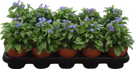 Myosotis Sy Laura D Blue