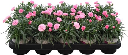 Dianthus I Love U