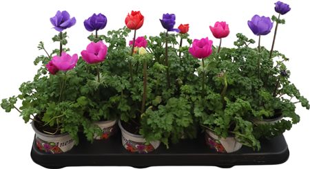 Anemone Co Harmony Gemengd
