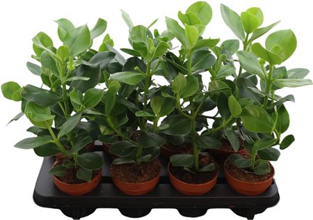 Clusia Rosea Princess