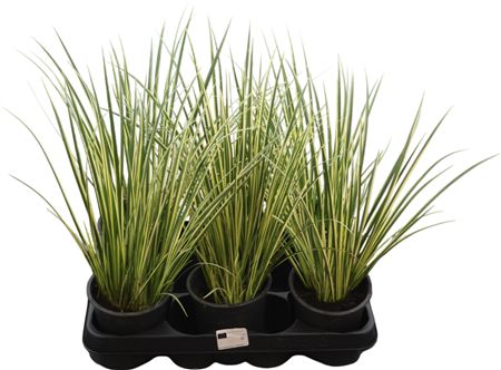 Acor Gr Aureovariega