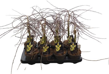 Salix Repens Iona 20cm Stam P13