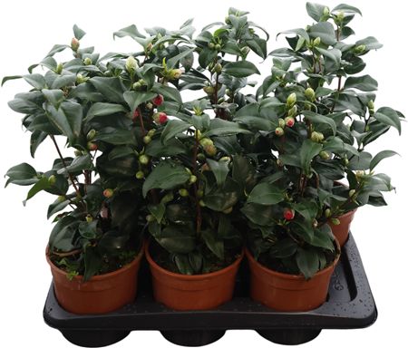Camellia Japonica 15+