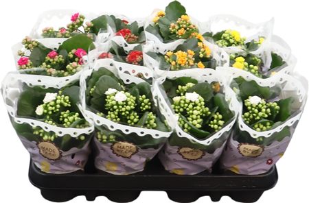 Kalanchoe Double Mix