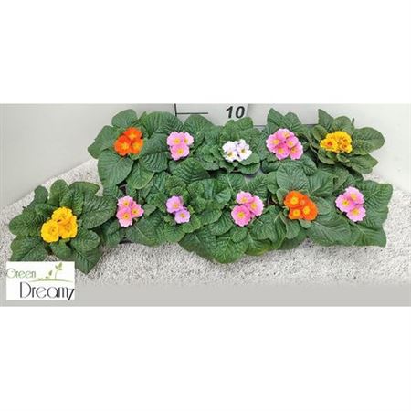 Primula Ac Gemengd Paradiso
