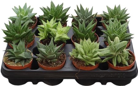 Aloe - Haworthia Gemengd