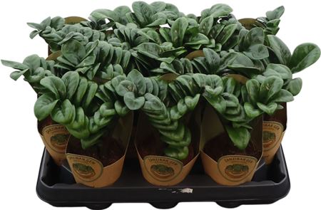 Zamio Zamiifolia Zenzi 3+