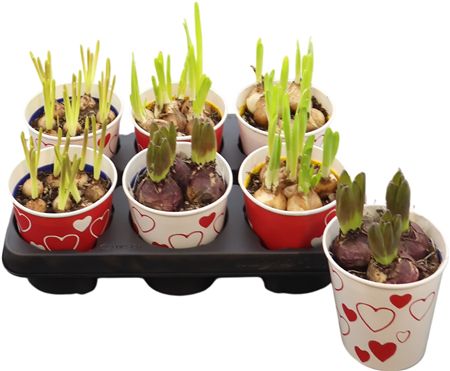 Arr Bol Mix In Decopot