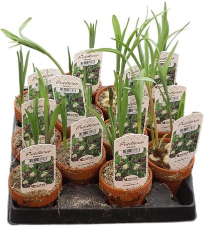 Fritillaria Meleagris