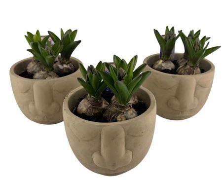 Arr Hya Blauw In Face Keramiek