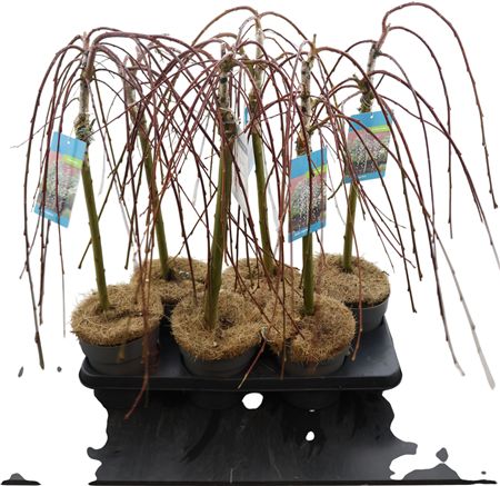 Salix Cap Kilmarnock