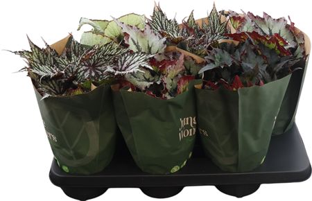 Beg Rex Jungle Wonders