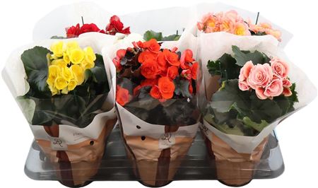 Begonia Mix Dolceamore