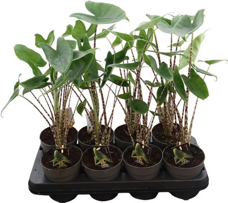 Alocasia Zebrina