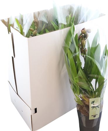 Cymb Magic Bird 1 Tak